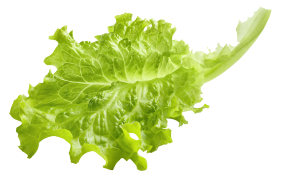 Fresh lettuce leaf cut out