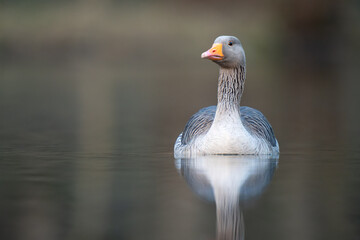 graylag geese 