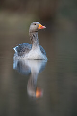 graylag goose 
