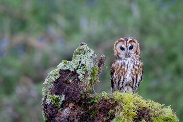 tawny owl