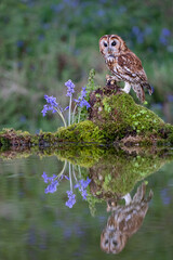 tawny owl reflection 