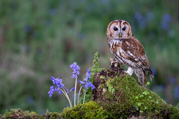 tawny owl in the bluebell woods