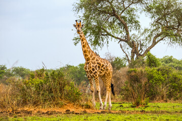 An adult giraffe standing under acacia tree. Paraa savanna in Murchison falls national park, Uganda.