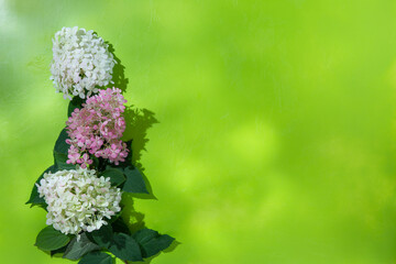 Composition of white and pink hortensia flowers on green background. Hydrangea paniculata. Floral...