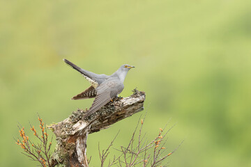 cuckoo