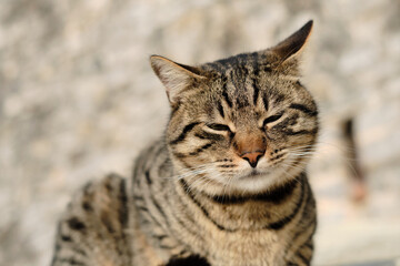 beautiful tabby cat on a blurred background on a sunny bright day