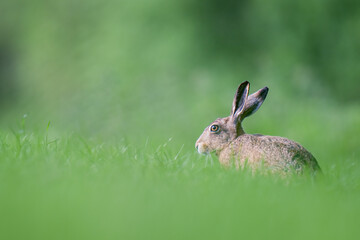 brown hare 