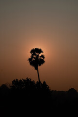 the setting sun behind palm trees, birds flying in silhouette, Silhouette Palm Trees Against Orange Sky. 