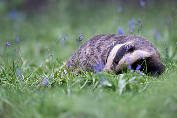 badger in the blue bell forest 