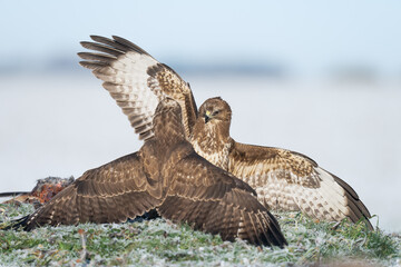 buzzards fighting 