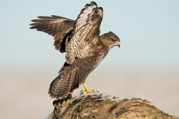 buzzard