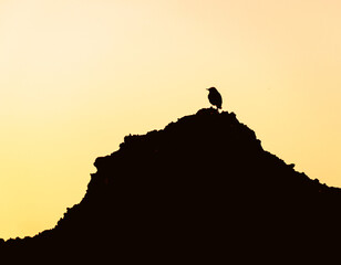 In silhouette Sahara desert bird posed in the summit of a rocky mountain and looking to the left. Dark foreground and shiny yellow sky back light in background.
