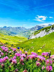 Pink, yellow, Blue, Flowers, Alps, Mountains, Austria, Blue Sky