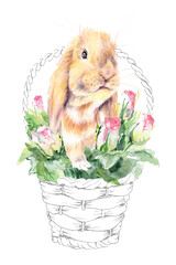 Cute Rabbit with log ears. Curious red holland lop bunny rabbit sitting in a basket with bouquet of roses. Realistic watercolor illustration on white background. Great for greeting card and easter.