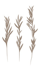 set of branches Botanical line art vector set on transparent background, Stock vector illustration 01