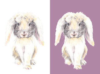 Cute Rabbit with log ears. Lovely white holland lop bunny rabbit portrait looking at the camera. Front view. Realistic watercolor illustration on white background. 
