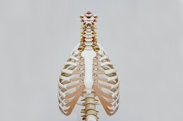 Human Spine Model For Medical Purposes