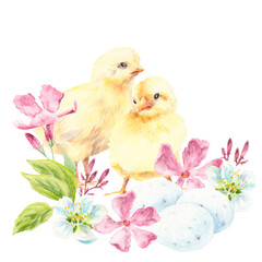 Couple of young chicken cuddling in flowers. Eggs, cherry spring blossom, Oleander flowers. Springtime, Easter, farm design on white background.