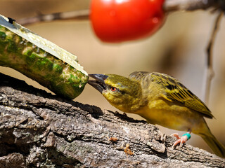 Male Village Weaver (Ploceus cucullatus) on branch and eating vegetable