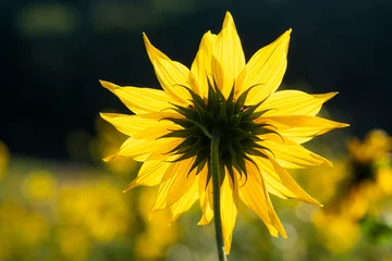 Fototapeten close-up of a sunflower © twanwiermans
