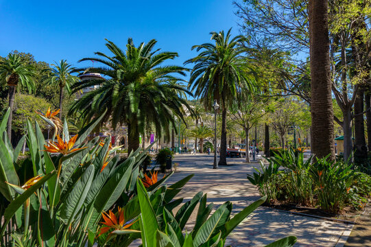 Sidewalk on the Paseo del Parque in Malaga, Spain with palm trees and Strelitzia flowers