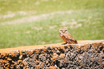 Male owl sit on cement block isolated in green spring nature.Caucasus flora and fauna. Kakheti. VAshlovani national park