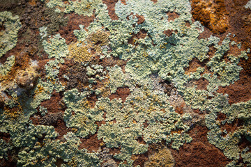 Moss closeup as a background. The rock surface of the rocks is covered with green moss. Priednoy texture.