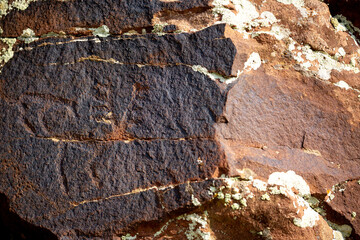 Petroglyphs on the rocks in Kazakhstan. The ancient parking cave man. Historical cave paintings. Carved on stone images of deer, goats and wolves. The development of ancient peoples.