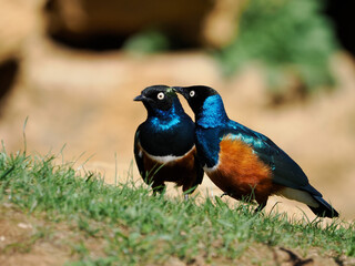 Two Superb starling (Lamprotornis chalybaeus) on grass