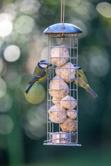Blue tits perched on a garden bird feeder, with a shallow depth of field