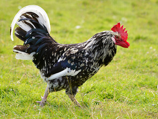 Closeup of black and white rooster (Gallus) view of profile and walking on grass