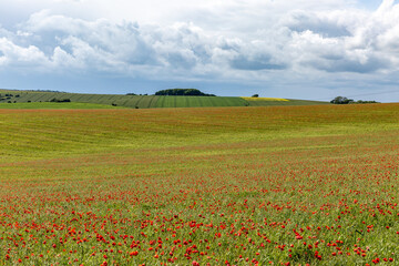 Fototapeta na wymiar Poppies growing in the Sussex countryside on a sunny early summer's day