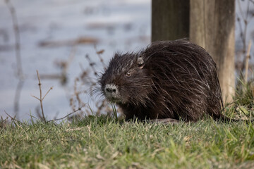 Nutria Myocastor coypus or coypu, is a semiaquatic rodent and invasive species.
