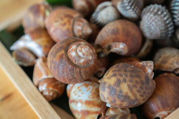 Wood plate with seafood cockle and babylon snails ready to cook or grill