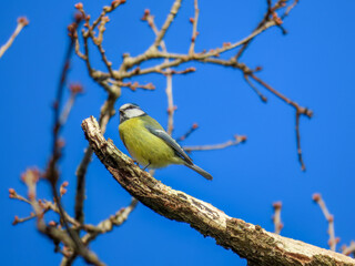 pretty blue tit perched on a branch with blue sky in the background