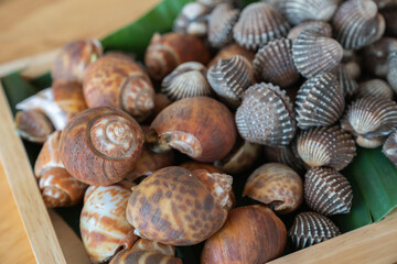 Wood plate with seafood cockle and babylon snails ready to cook or grill