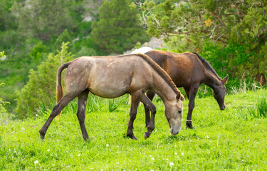 Horse and newborn foal on the background of mountains, a herd of horses graze in a meadow in summer and spring, the concept of cattle breeding, with place for text.