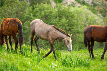 Horse and newborn foal on the background of mountains, a herd of horses graze in a meadow in summer and spring, the concept of cattle breeding, with place for text.