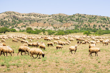 Obraz premium Sheep with beautiful panorama of rainbow mountains.Tusheti sheep with shephards migrate south to Vashlovani for warmer winter