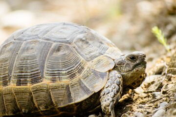 Turtle crawl in nature in Vashovani. Exotic wild land turtle with gray shell crawls on stones