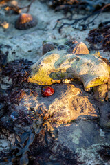 A closed red sea anemone at low tide, with selective ocus