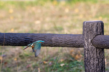 餌を見つけて飛び出すカワセミ