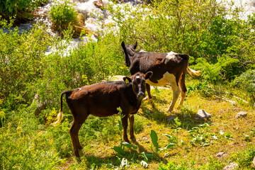 Cows and bulls graze on a pasture in a green meadow by the river, eat fresh grass. The concept of livestock and organic food. Switzerland Alps.
