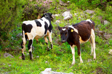 Cows and bulls graze on a pasture in a green meadow by the river, eat fresh grass. The concept of livestock and organic food. Switzerland Alps.