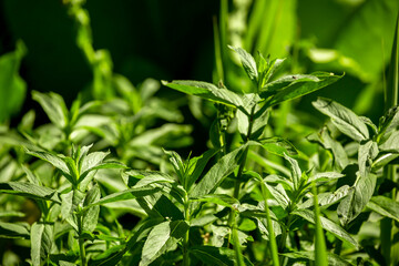 Mint leaves close up. Growing peppermint bushes, ingredient and spice for food and drinks. Refreshing smell.