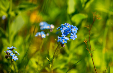 Spring flowers under the rays of sunlight. Lilac flower close-up. Beautiful landscape of nature. Hi spring. Beautiful flowers on a green meadow.