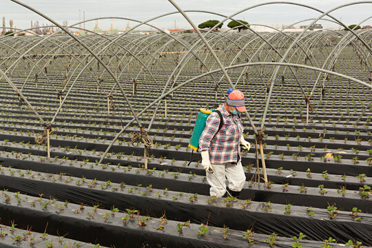 Mujer fumigando una plantaci&oacute;n de fresas en Palos de la Frontera, Huelva.