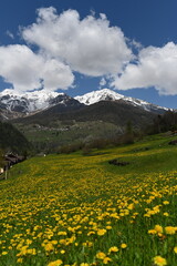 Fototapeta na wymiar primavera montagna fiori 