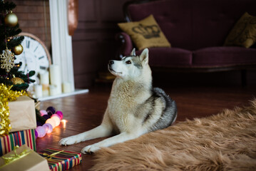 siberian husky dog