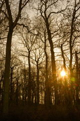 Fototapeta premium sunset in the forest